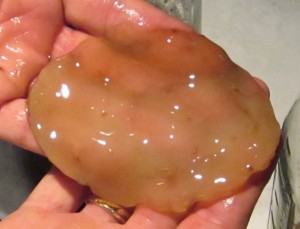 A SCOBY for Kombucha