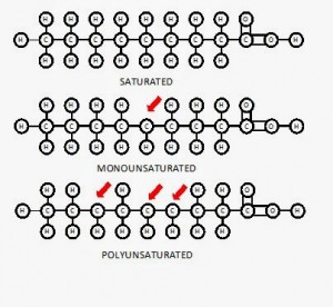 Saturated Monounsaturated Polyunsaturated