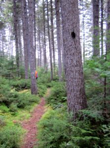 Trail